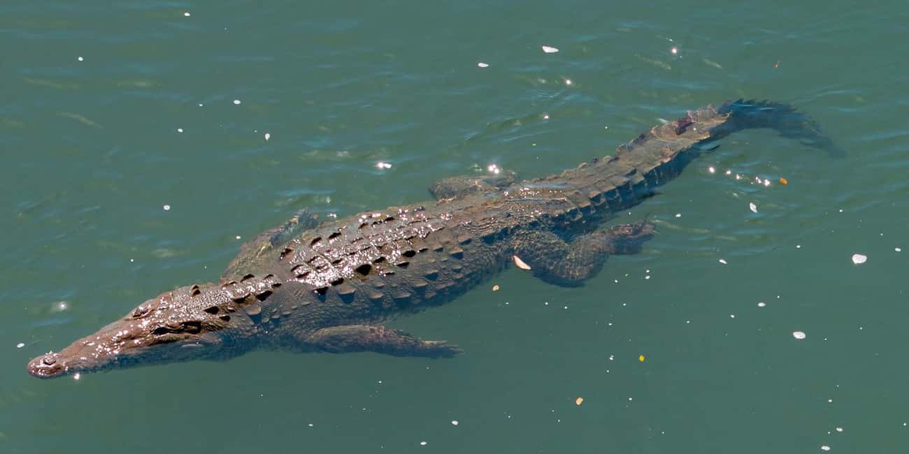 image n.100 of Carara National Park: Best Tour Carara National Park-One Day activity in Puntarenas Province, uploaded by supplier