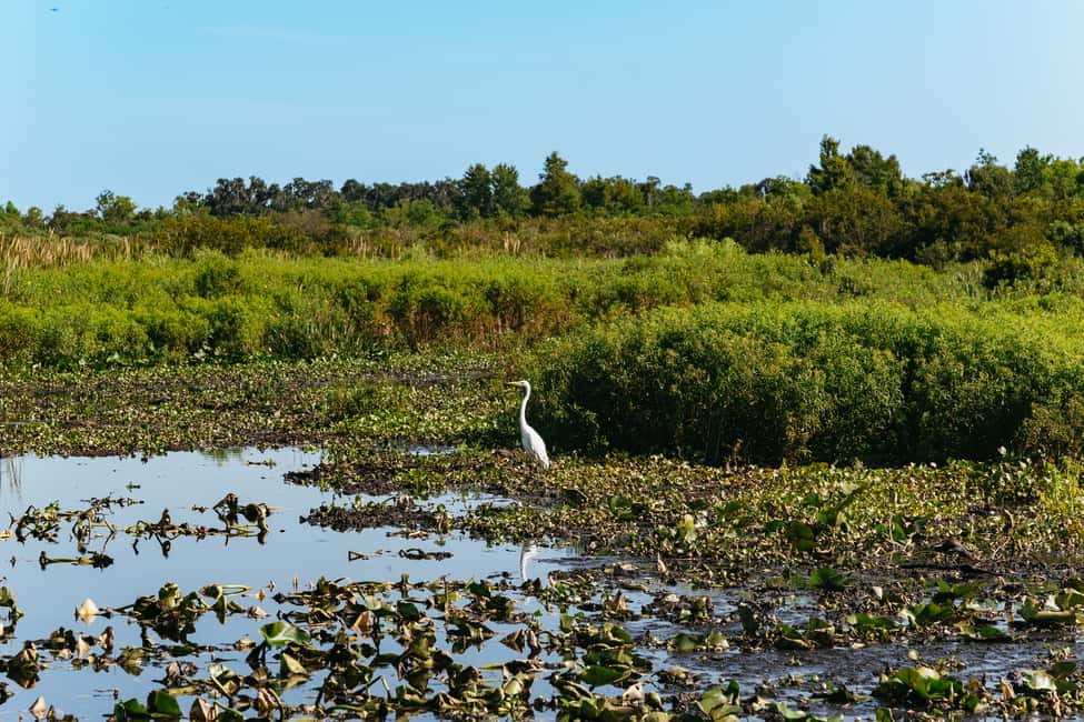 bild nr.2 av Kissimmee: Everglades Airboat Adventure Tour aktivitet i Florida, uppladdad av arrangören