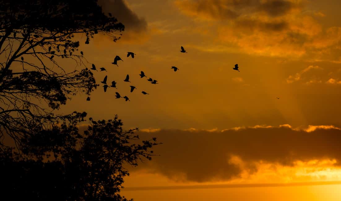 image n.51 of Addo Elephant National Park All Inclusive Full-Day Safari activity in Eastern Cape, uploaded by supplier
