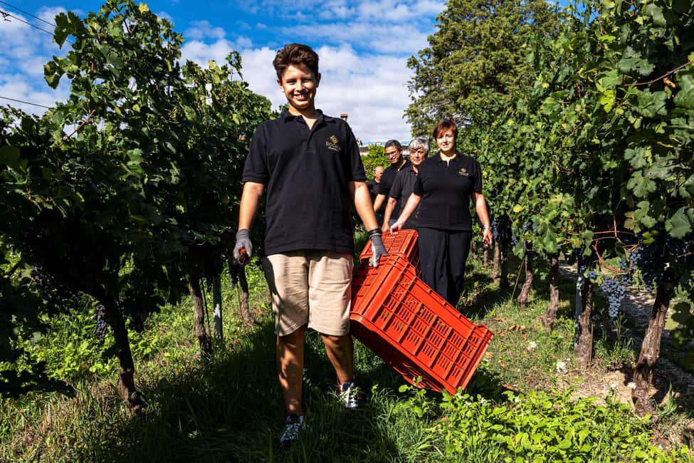 Immagine nº 11 di Montefalco: Tour della cantina e del vigneto e degustazione privata attività a Montefalco, caricata dal fornitore