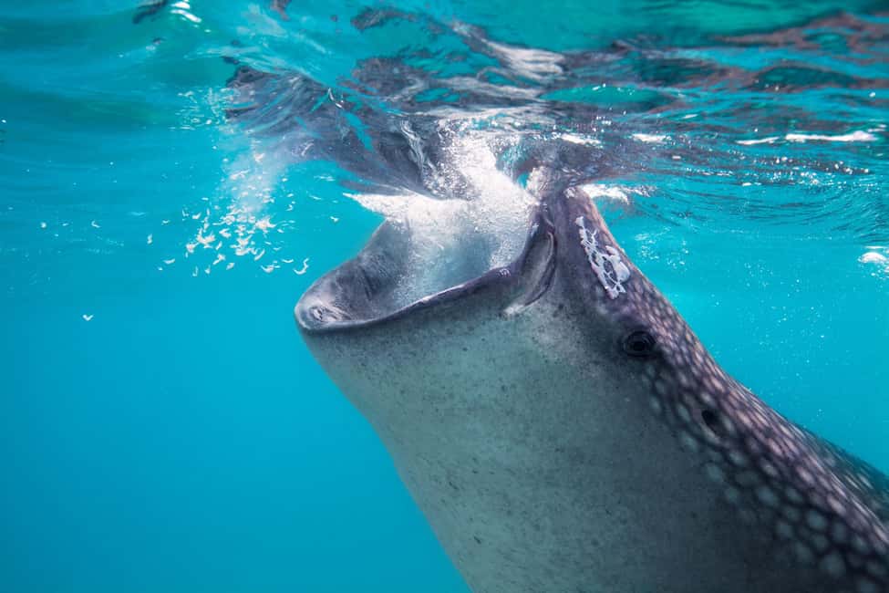 Immagine nº 20 di Muscat: Tour di snorkeling delle isole Daymaniat con rinfresco attività a Oman, caricata dal fornitore