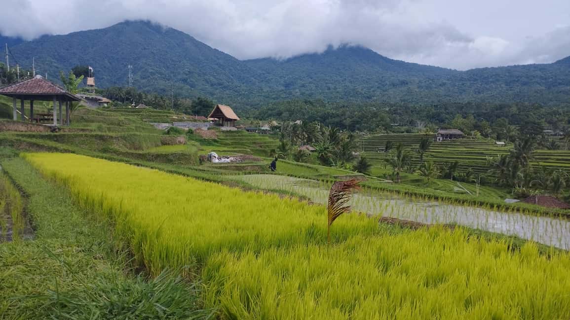 image n.3 of Bali: Jatiluwih Rice Terraces 1 Hour Electric Bike Tour activity in Ubud, uploaded by supplier