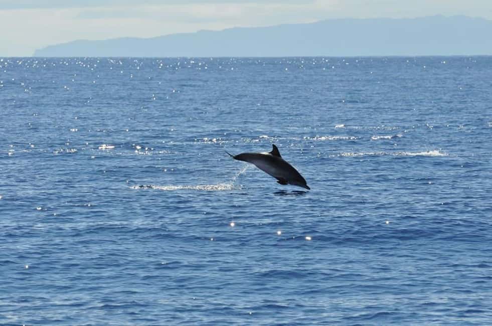 imagem n.10 de Funchal: Cruzeiro de observação de baleias e golfinhos em catamarã atividade em Câmara de Lobos, carregada pelo fornecedor