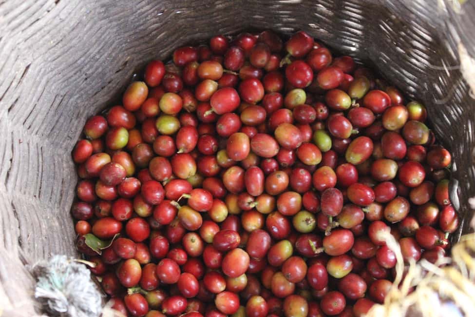 image n.10 of Medellin: Coffee Tour with Hotel Transfers and Meals activity in Medellin, uploaded by supplier