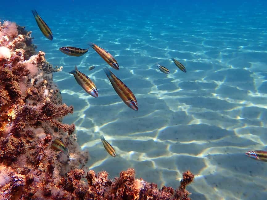 Immagine nº 7 di Muscat: Tour di snorkeling delle isole Daymaniat con rinfresco attività a Oman, caricata dal fornitore