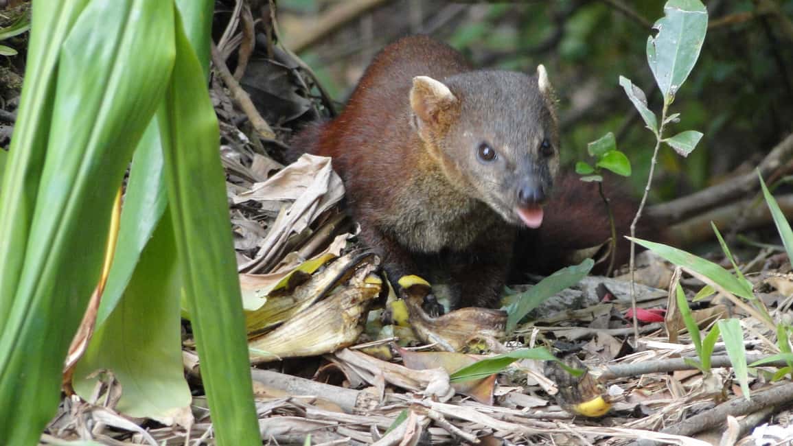 Bild Nr. 3 von 5 Tage wilde Flucht: Ranomafana Abenteuer von Antananarivo aus Aktivität in Haute Matsiatra, hochgeladen vom Anbieter