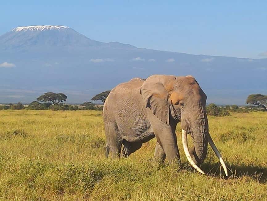 image n.8 of DAY TRIP AMBOSELI NATIONAL PARK FROM NAIROBI BUDGET SAFARI. activity in Central Kenya, uploaded by supplier
