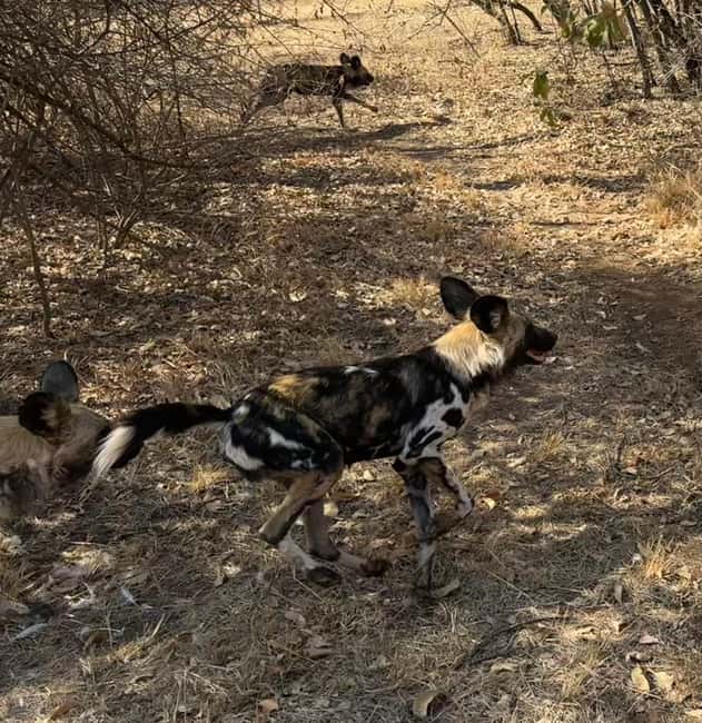 imagem n.8 de De Joanesburgo: Excursão à chita atividade em Pretória, carregada pelo fornecedor