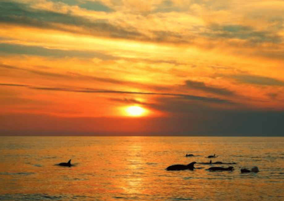 Immagine nº 5 di 3 ore di osservazione dei delfini al tramonto con bevande illimitate + cena attività a Istarska, caricata dal fornitore