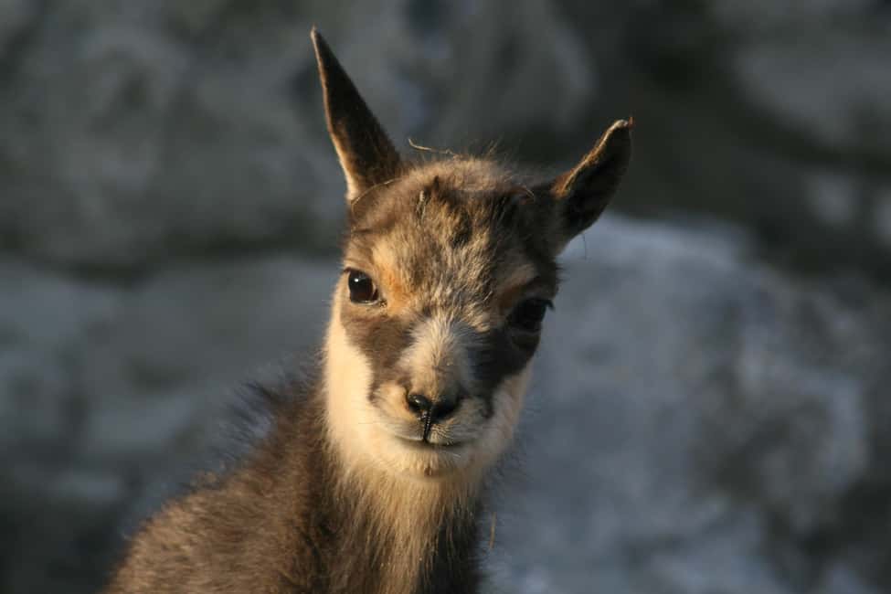 image n.8 of Innsbruck: Alpenzoo Entrance Ticket activity in Innsbruck, uploaded by supplier