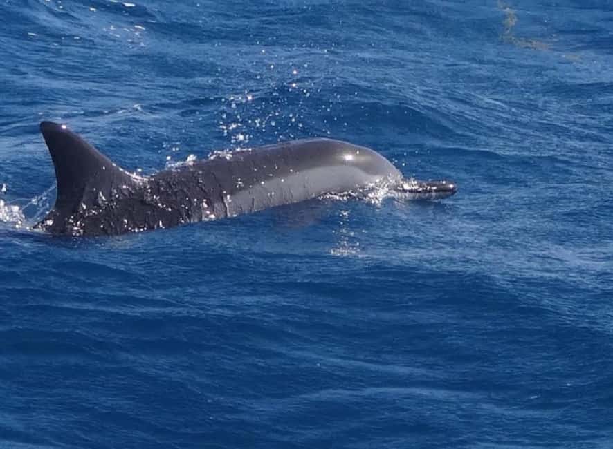 image n.4 of Black River: Swim with Dolphin Speed Boat Tour with lunch activity in Mauritius, uploaded by supplier