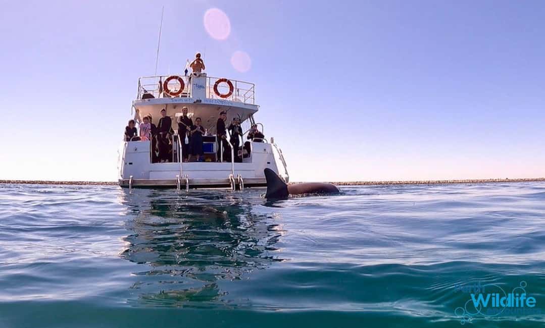 image n.4 of Perth: Swim with Wild Dolphins Tour activity in Perth, uploaded by supplier
