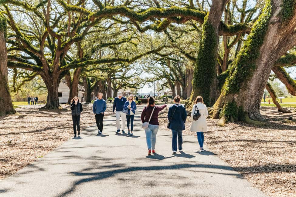 image n.5 of New Orleans: Oak Alley Plantation & Airboat Swamp Combo Tour activity in Vacherie, uploaded by supplier
