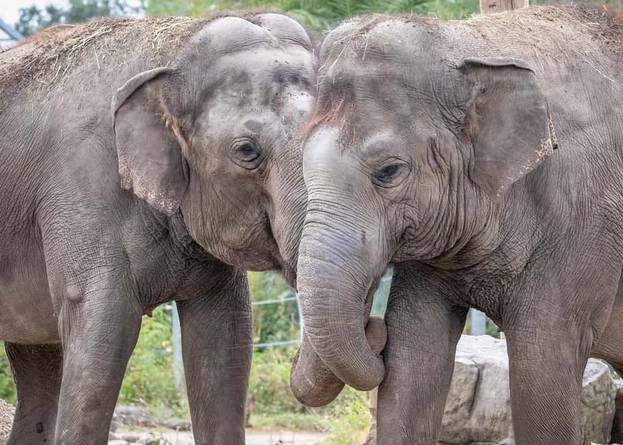 Immagine nº 15 di New Orleans: Biglietto per lo zoo di Audubon e opzione combinata attività a New Orleans, caricata dal fornitore