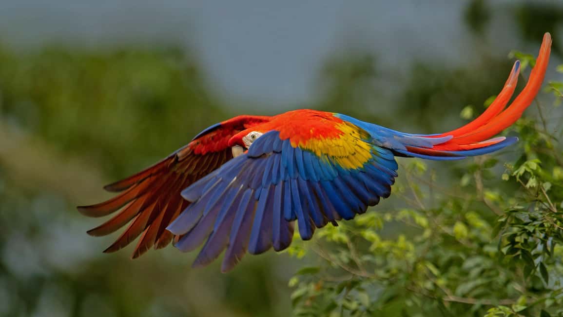 image n.26 of Carara National Park: Best Tour Carara National Park-One Day activity in Puntarenas Province, uploaded by supplier