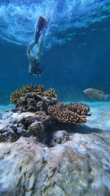 image n.28 of Koh Lipe: Longtail Boat Snorkeling Trip with Lunch activity in Gulf of Thailand, uploaded by supplier