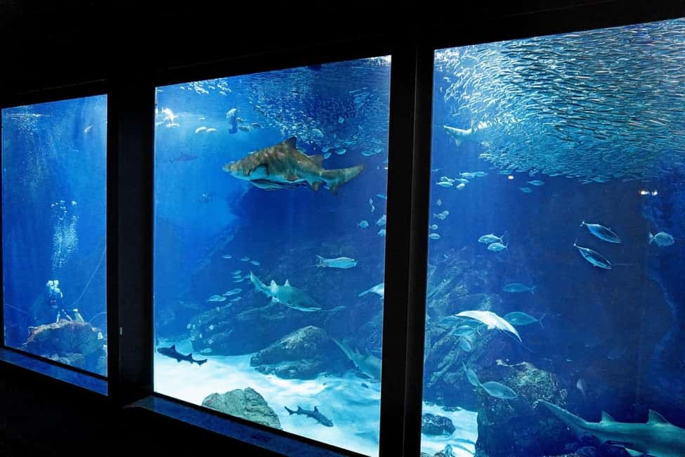image n.3 of Fukuoka: Marine World Uminonakamichi E-Tickets activity in Fukuoka, uploaded by supplier