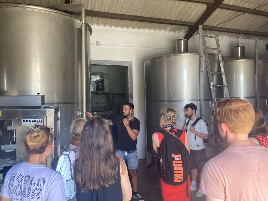 imagen n.º 21 de Málaga: Visita a viñedos y bodegas con 6 vinos de primera y tapas actividad en Málaga, subida por el proveedor