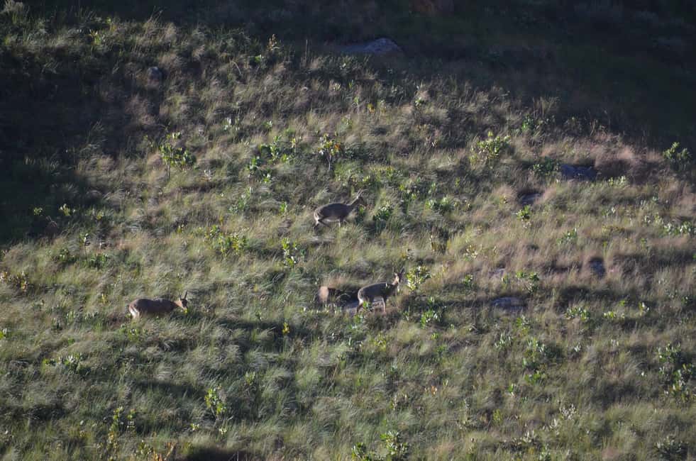 image n.20 of From Durban: Sani Pass and Lesotho by 4WD Vehicle activity in KwaZulu-Natal, uploaded by supplier