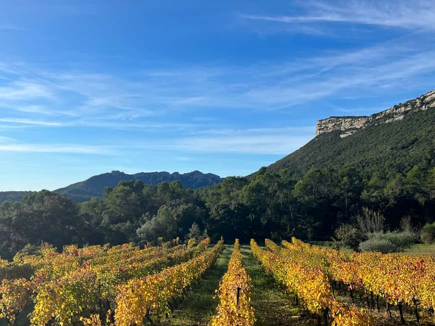 imagem n.15 de Montpellier: Excursão vinícola Pic Saint-Loup atividade em Sul da França, carregada pelo fornecedor
