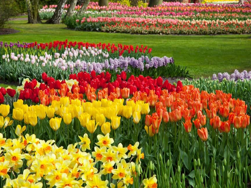 image n.25 of Amsterdam: Keukenhof Tulip Garden and Giethoorn Experience activity in Lisse, uploaded by supplier
