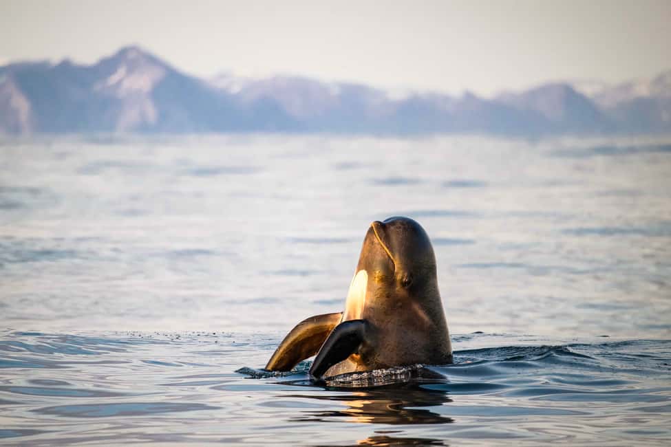 image n.2 of Bleik: Whale Watching by Speedboat with Puffins and Muffins activity in Nordland County, uploaded by supplier