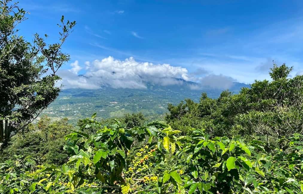 Bild Nr. 8 von Boquete, Panama: Specialty Coffee Tour Aktivität in Bajo Boquete, hochgeladen vom Anbieter