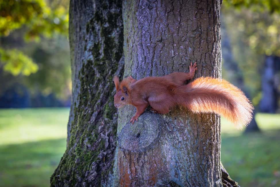Immagine nº 8 di Tour privato del Parco e del Palazzo Łazienki a Varsavia con biglietti inclusi attività a Varsavia, caricata dal fornitore