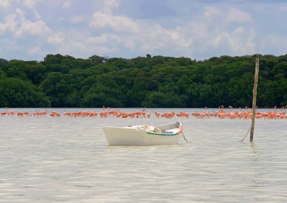 Image N°10 de Depuis Mérida : Visite de la réserve de biosphère de Ria Celestun activité à Celestún, publiée par le prestataire