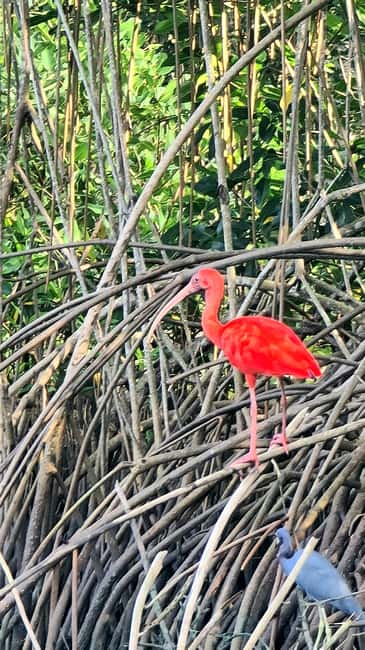 image n.3 of Caroni: Bird Sanctuary Wildlife Swamp Tour activity in San Juan-Laventille, uploaded by supplier