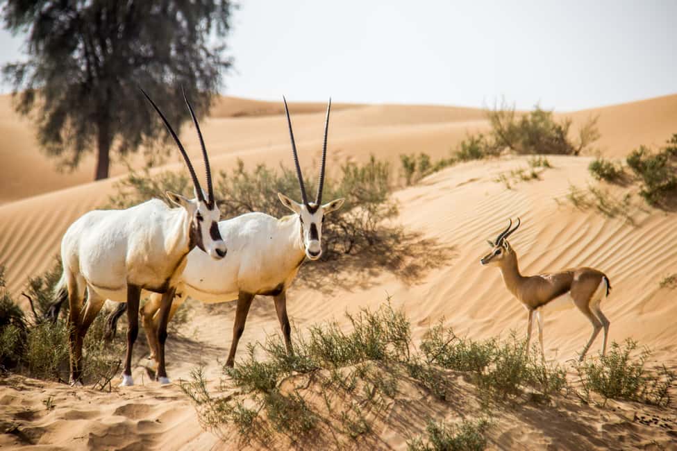 image n.6 of Dubai: Desert Conservation Reserve Tour with Breakfast activity in Dubai, uploaded by supplier