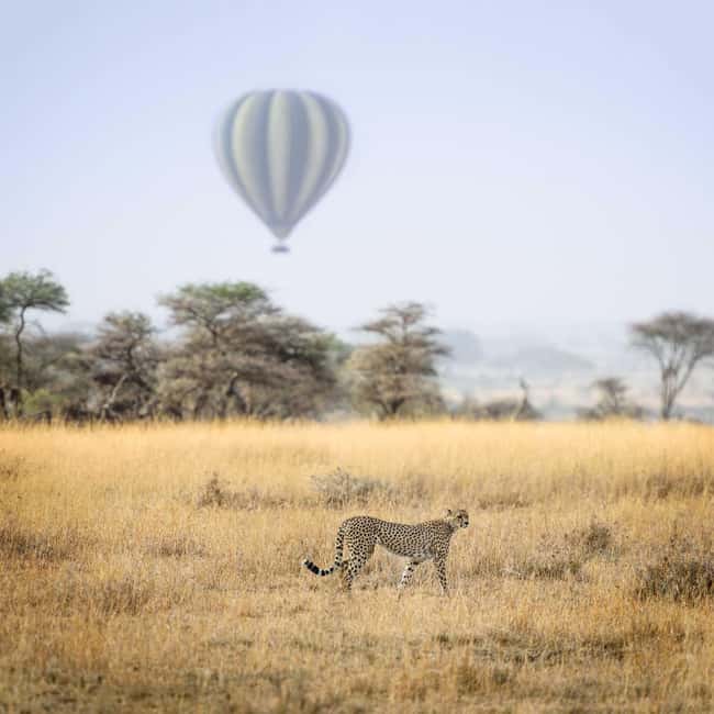 image n.1 of Four days Serengeti balloon activity in Arusha (Region), uploaded by supplier