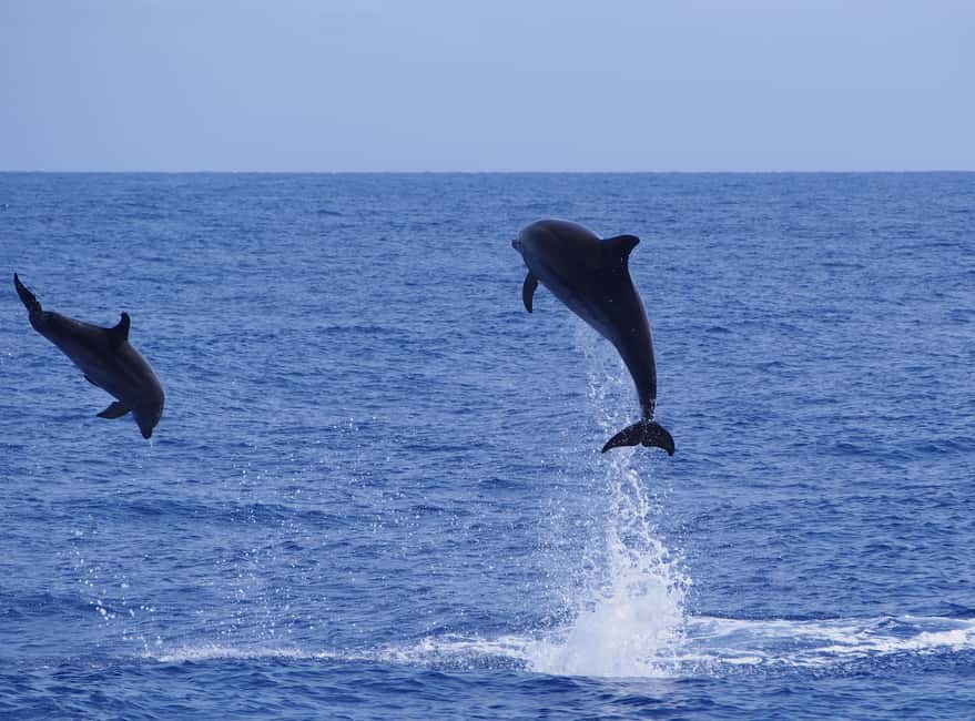 Bild Nr. 19 von Funchal: Delfin- und Walbeobachtung mit dem Luxuskatamaran Aktivität in Câmara de Lobos, hochgeladen vom Anbieter
