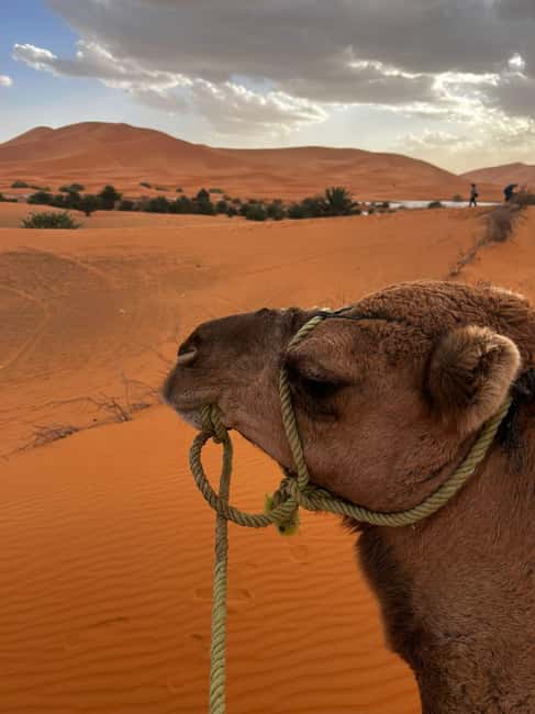 imagem n.3 de Merzouga Pernoite numa tenda berbere e passeio de camelo atividade em Drâa-Tafilalet, carregada pelo fornecedor