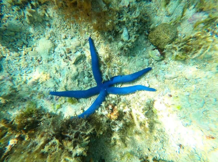 image n.13 of Zanzibar: Blue lagoon, Starfish, Paje Beach and Maalum Cave activity in Pingwe, uploaded by supplier