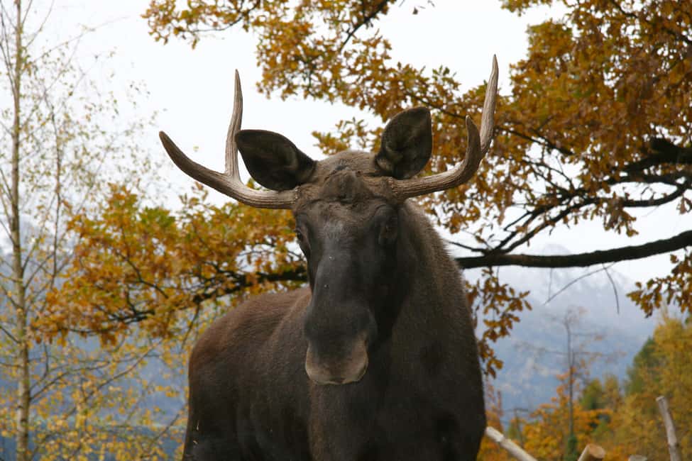 image n.15 of Innsbruck: Alpenzoo Entrance Ticket activity in Innsbruck, uploaded by supplier