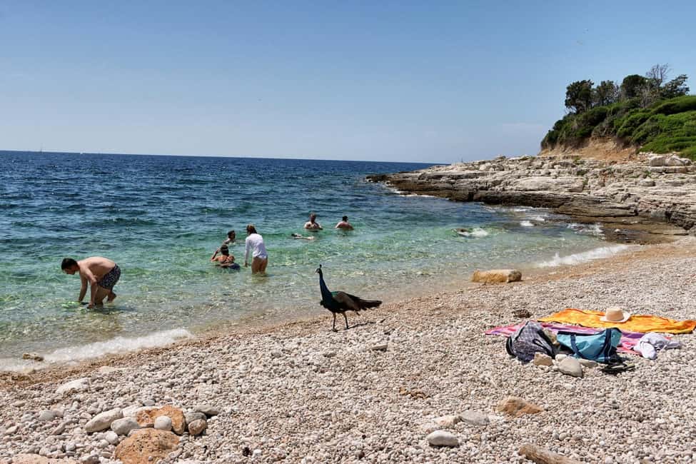 Immagine nº 9 di Fazana: Tour panoramico in barca del Parco Nazionale di Brioni attività a Istarska, caricata dal fornitore