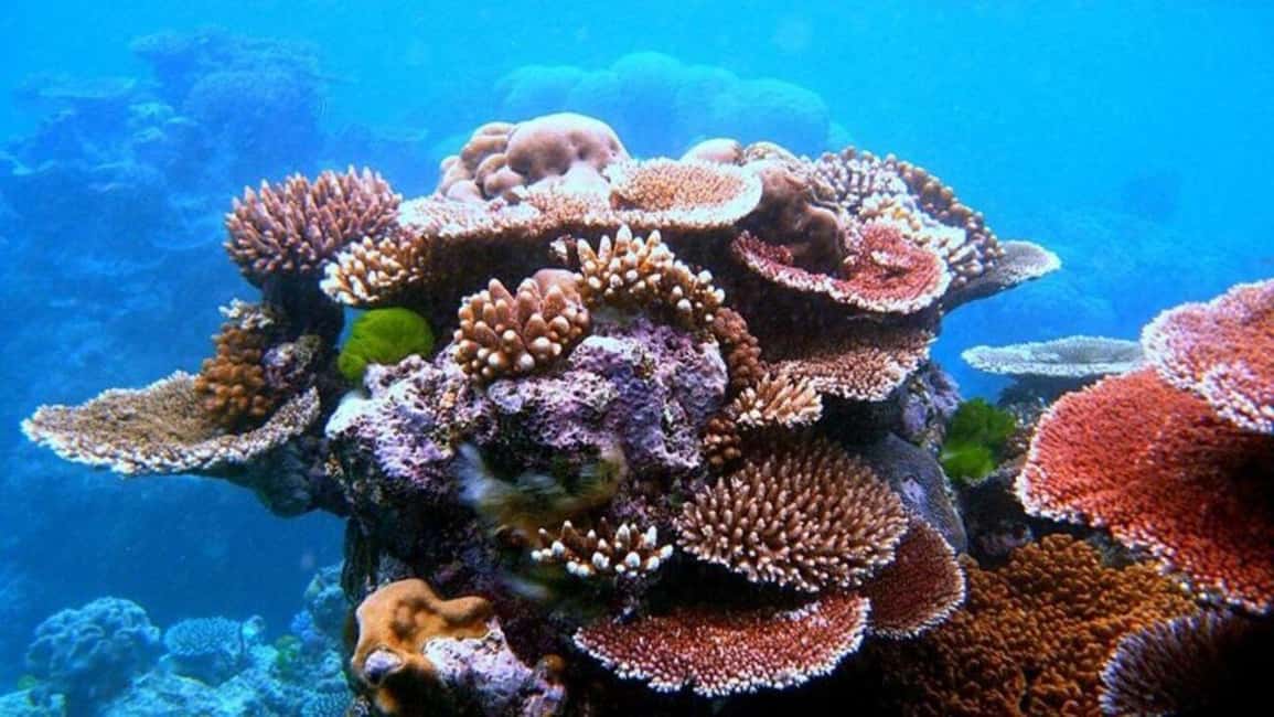 image n.1 of Da Nang/Hoi An:Explore Cham Island and Snorkeling tour 1 Day activity in Hoi An, uploaded by supplier
