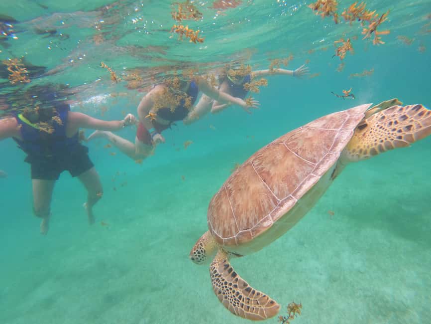 image n.14 of Akumal: Guided Turtle Snorkeling Tour and pictures activity in Akumal, uploaded by supplier