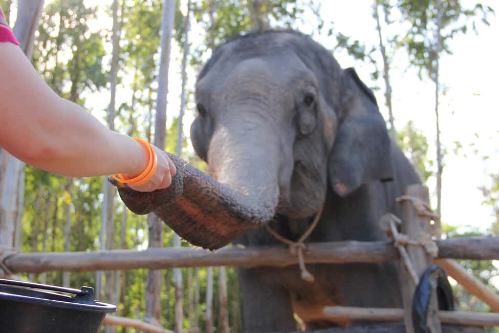 image n.18 of Phuket: Elephant Experience with Lunch or Dinner and Pickup activity in Phuket City, uploaded by supplier