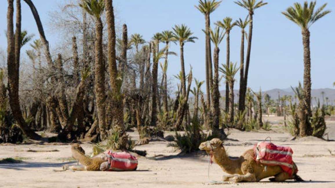 imagen n.º 2 de Marrakech: Medio día de paseo en camello por el Palmeral actividad en Marrakech, subida por el proveedor