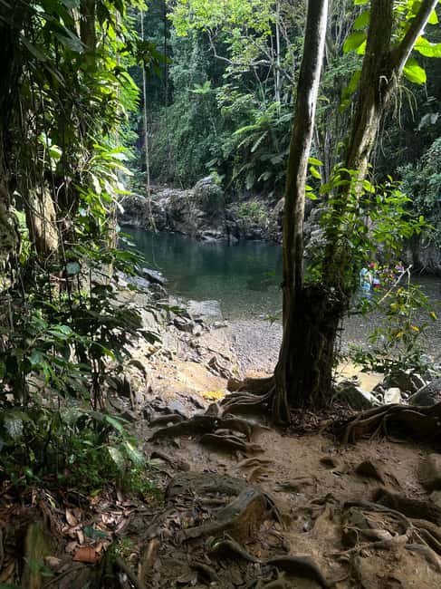 billede nr.15 af aktiviteten Fajardo: Guidet eventyr i El Yunque-skoven i Río Grande, Puerto Rico, uploadet af udbyder