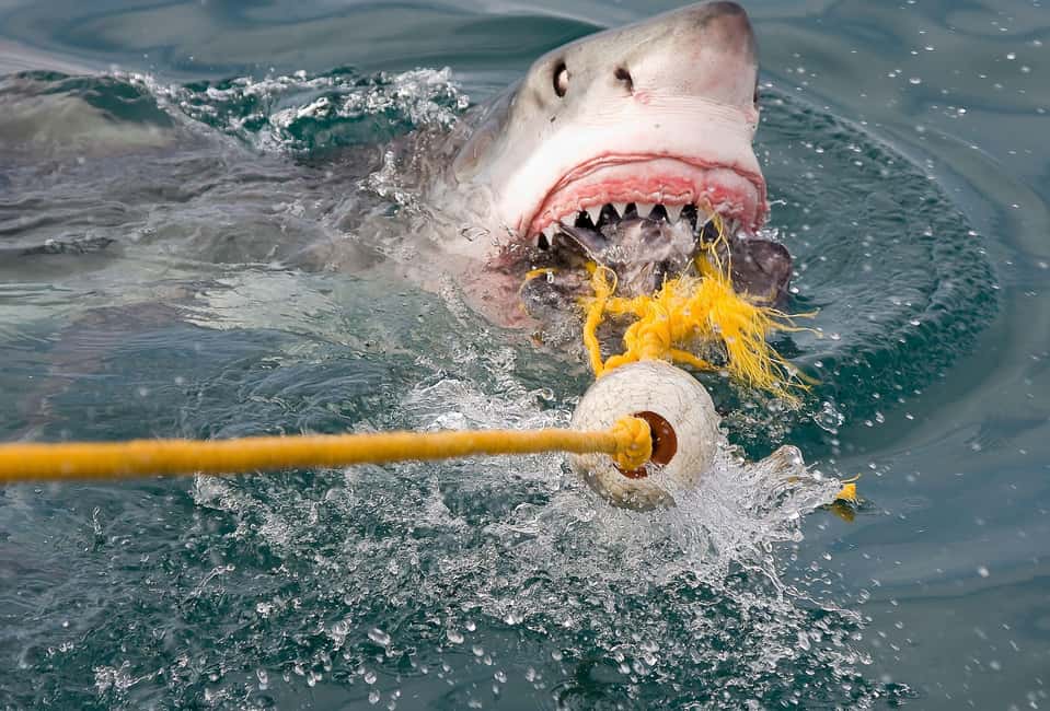 image n.10 of 2-Day Garden Route Bungee Jump, Zipline & Shark Diving Tour activity in Eastern Cape, uploaded by supplier