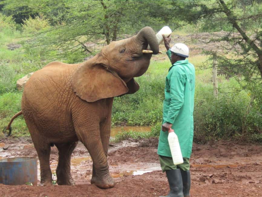 image n.2 of Nairobi: National Park & Optional Elephants & Giraffe Center activity in Nairobi, uploaded by supplier