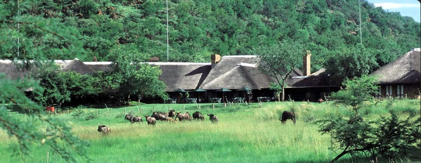 imagem n.19 de De Joanesburgo: Safari de vida selvagem em Pilanesberg atividade em Noroeste, África do Sul, carregada pelo fornecedor