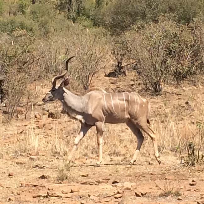 imagem n.27 de De Joanesburgo: Safari de vida selvagem em Pilanesberg atividade em Noroeste, África do Sul, carregada pelo fornecedor