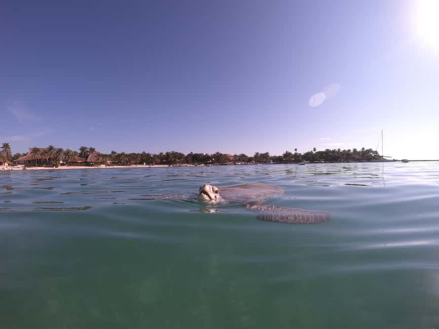 afbeelding n.6 van Akumal: Snorkelen met zeeschildpadden en koralen activiteit in Akumal, geüpload door aanbieder