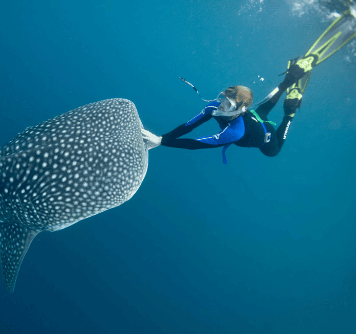 image n.5 of AMAZING SUMBAWA WHALE SHARK TOUR activity in West Nusa Tenggara, uploaded by supplier