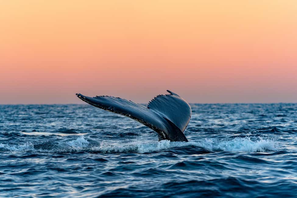 image n.2 of From Tromsø: Whale Watching Safari on High-Speed Catamaran activity in Barents Sea, uploaded by supplier