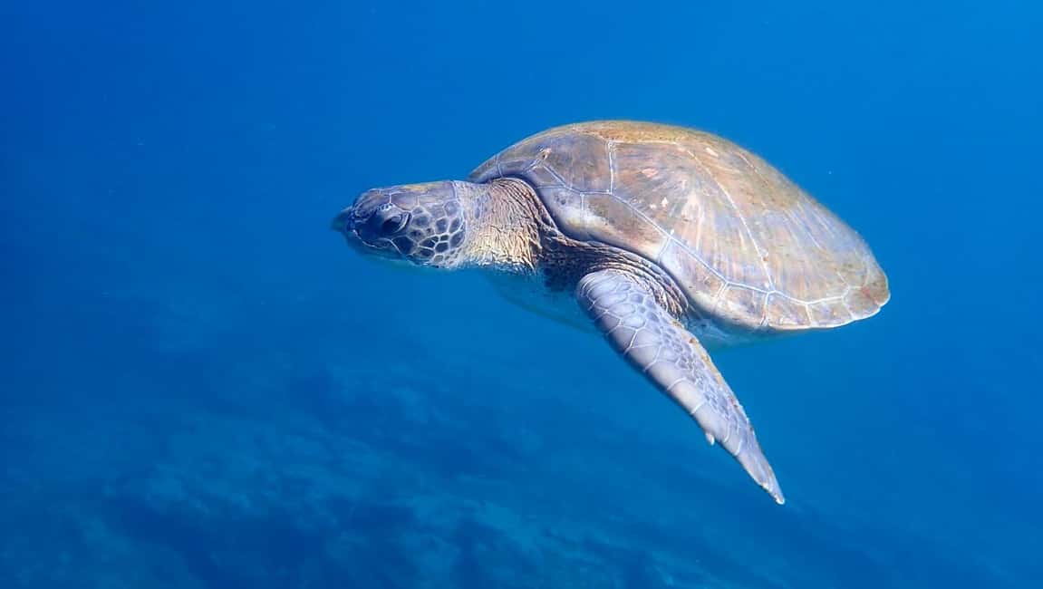 image n.19 of Tenerife: Kayak & Snorkel Tour with Snacks & Sea Life Safari activity in Telde, uploaded by supplier